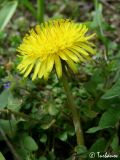 Taraxacum officinale