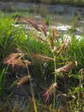 Echinochloa crus-galli