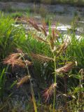 Echinochloa crus-galli