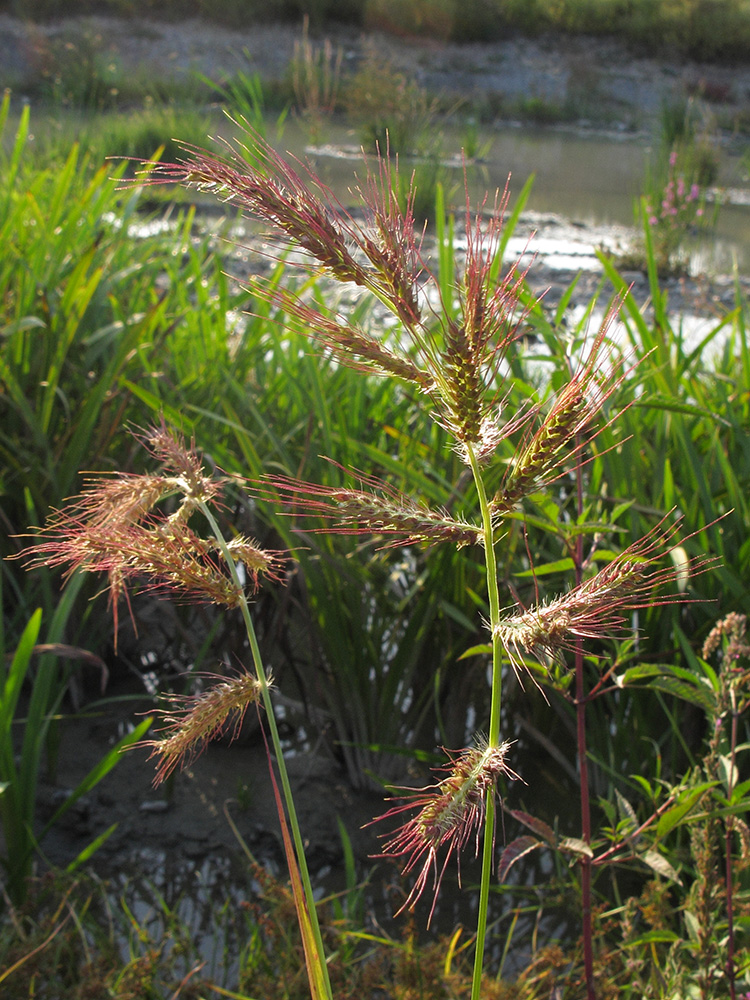 Изображение особи Echinochloa crus-galli.