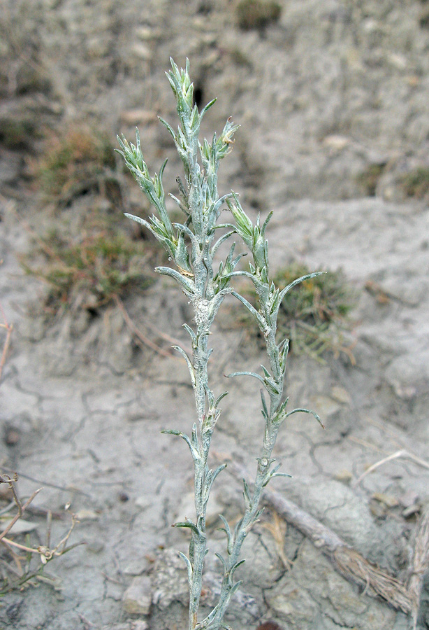 Image of Salsola tamariscina specimen.