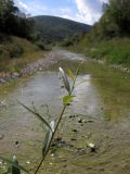 род Salix. Верхушка побега. Краснодарский край, Крымский р-н, окр. ст. Неберджаевская, р. Богого. 15.09.2013.