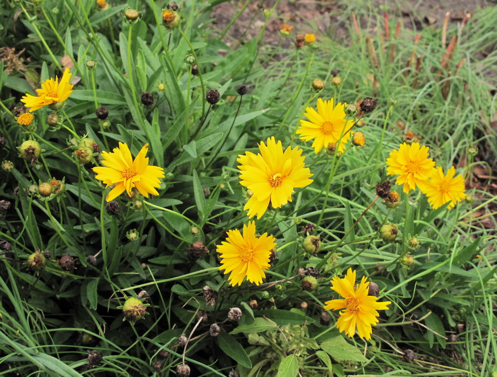 Изображение особи род Coreopsis.