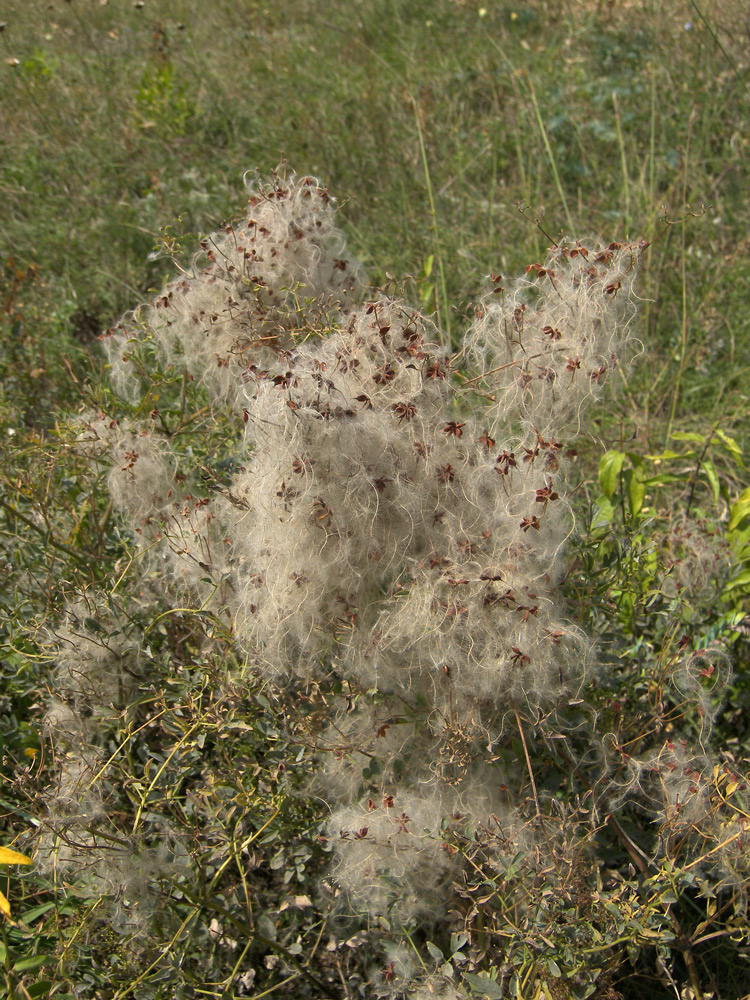 Изображение особи Clematis lathyrifolia.