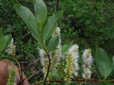 Salix pulchra. Часть ветви с плодами. Камчатский край, Елизовский район, окрестности г. Петропавловск-Камчатский, берег болота. 08.07.2013.