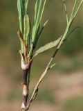 Image of taxon representative. Author is Тулкин Тиллаев