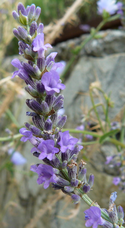 Изображение особи Lavandula angustifolia.