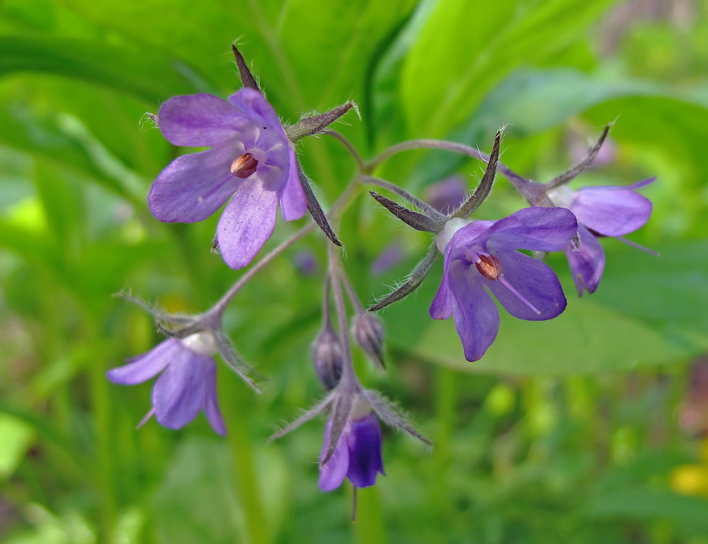 Изображение особи Brachybotrys paridiformis.