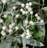 Anaphalis triplinervis. Соцветия с кормящейся мухой. Германия, г. Дюссельдорф, Ботанический сад университета. 14.08.2013.