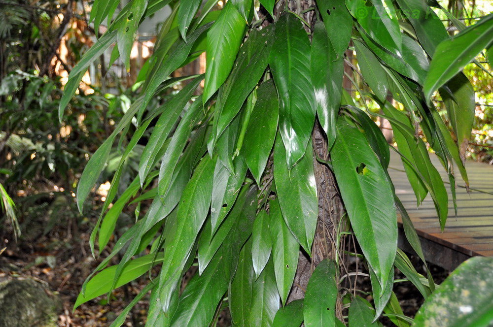 Image of Rhaphidophora australasica specimen.