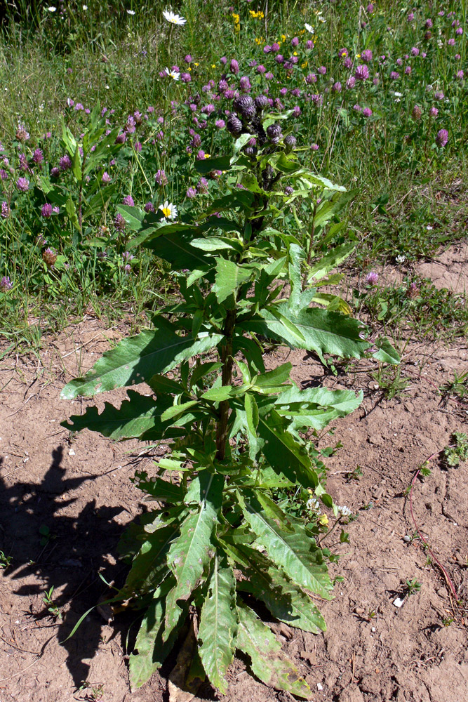 Изображение особи Cirsium setosum.