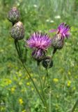 Centaurea adpressa