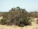 Suaeda monoica. Растение на пухлом солончаке. Израиль, долина Арава, солончак Эйлат. 01.04.2013.