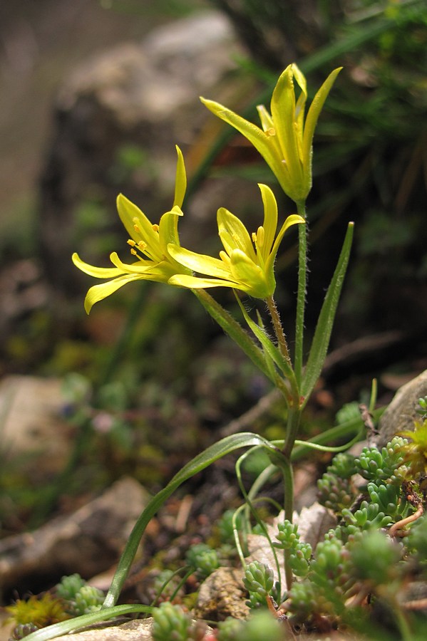 Image of Gagea dubia specimen.