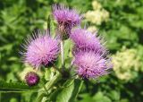 Cirsium helenioides