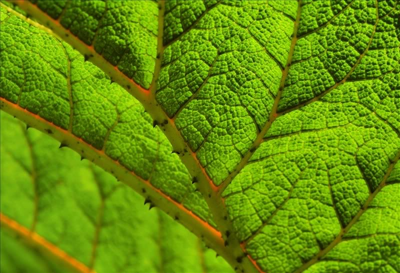 Image of Gunnera tinctoria specimen.