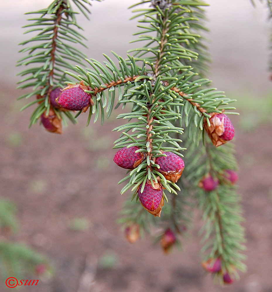 Изображение особи Picea pungens.