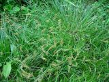 Carex leiorhyncha