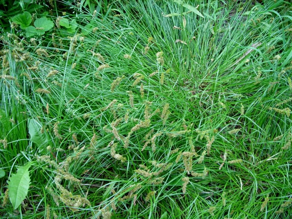 Image of Carex leiorhyncha specimen.