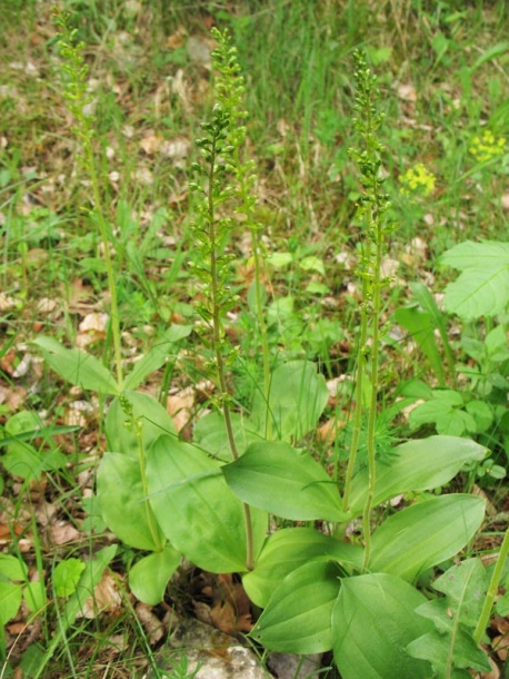 Image of Listera ovata specimen.