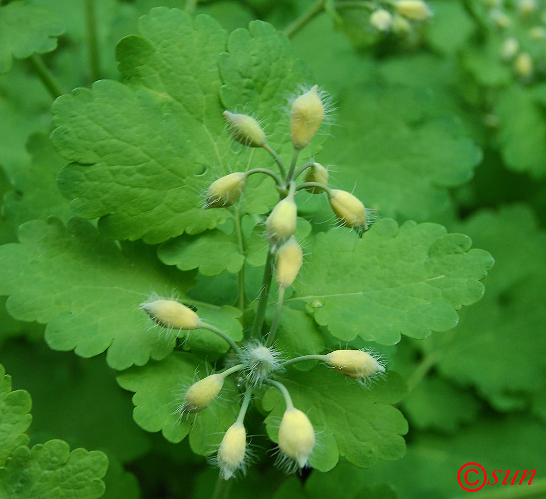 Изображение особи Chelidonium majus.