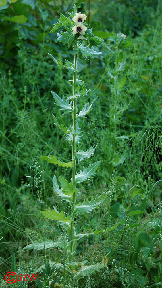 Изображение особи Hyoscyamus niger.