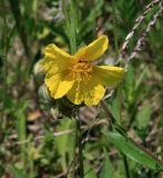 Helianthemum nitidum