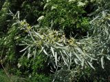 Elaeagnus angustifolia. Цветущая ветвь. Украина, Львовская обл., в посадках вдоль автомобильной дороги. 9 июня 2009 г.