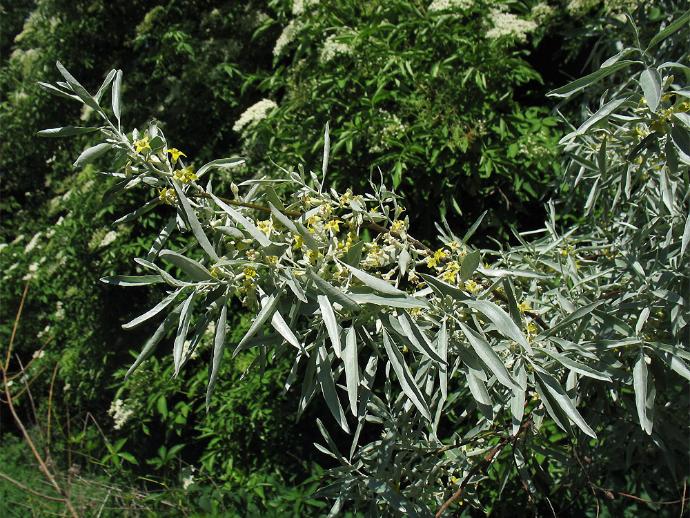Image of Elaeagnus angustifolia specimen.