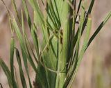 Image of taxon representative. Author is Роланд Цандекидис