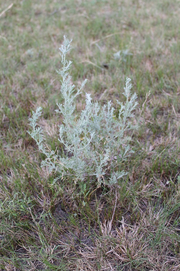 Image of genus Artemisia specimen.