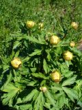 Trollius europaeus. Верхушка расцветающего растения. Ярославская обл., пос. Борисоглебский, влажный луг в долине р. Устье. 16 мая 2014 г.