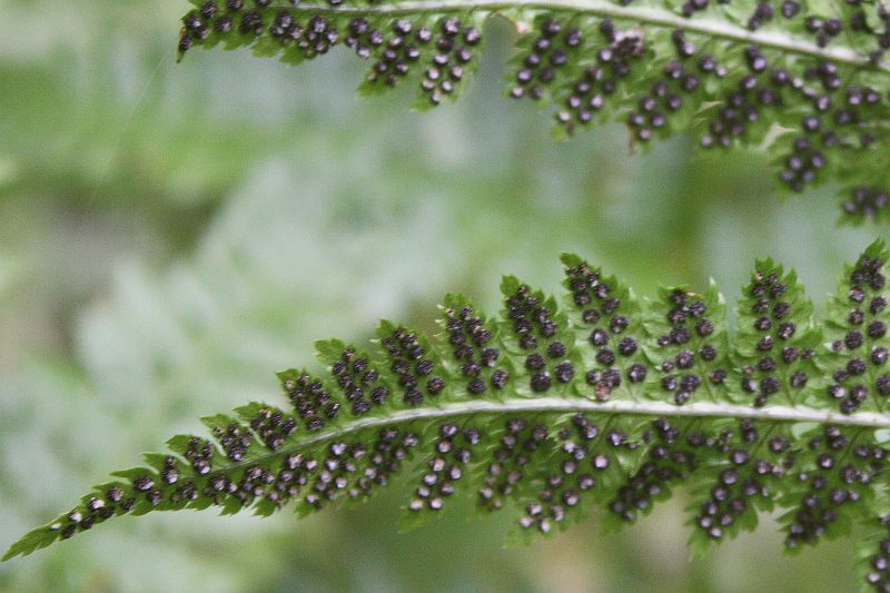 Image of Dryopteris carthusiana specimen.