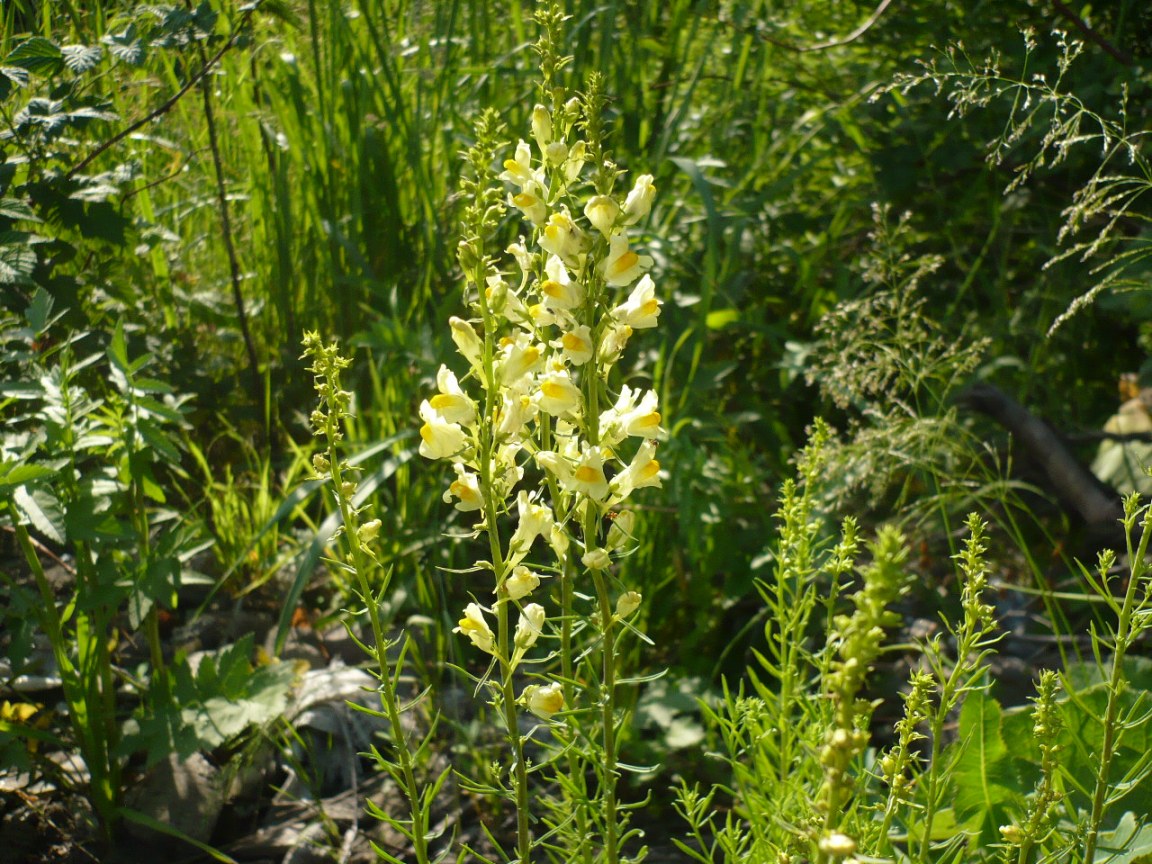 Изображение особи Linaria vulgaris.