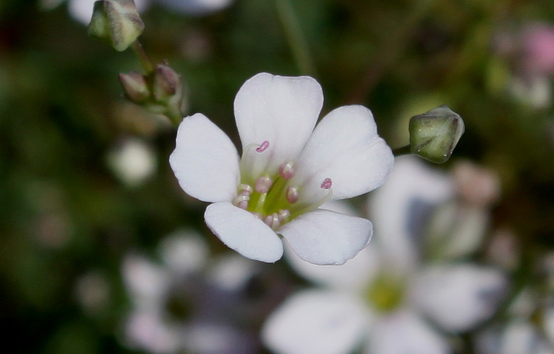 Изображение особи род Gypsophila.