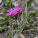 Dianthus haematocalyx