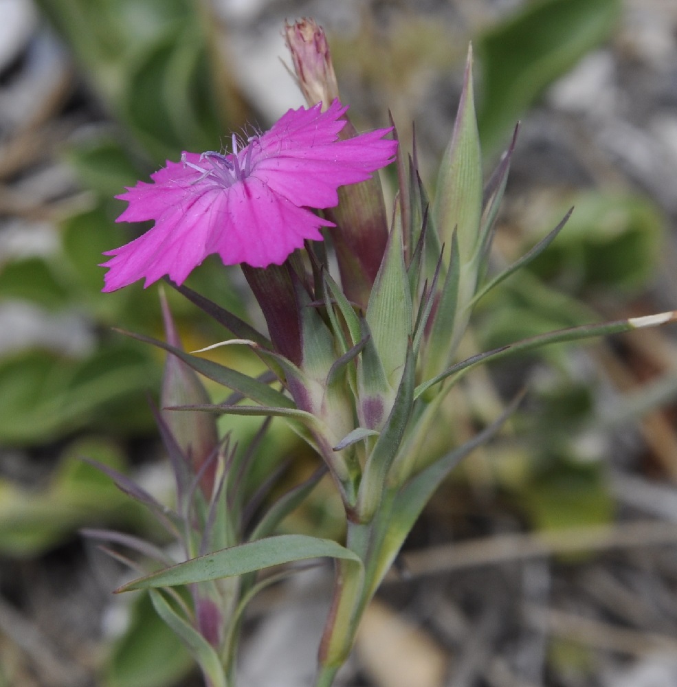 Изображение особи Dianthus haematocalyx.