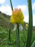 Allium semenowii