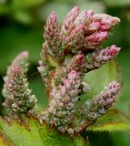Astilbe chinensis. Верхушка развивающегося соцветия. Германия, г. Дюссельдорф, Ботанический сад университета. 03.06.2014.