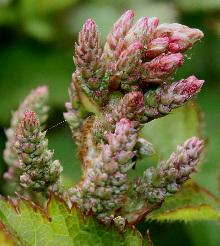 Изображение особи Astilbe chinensis.