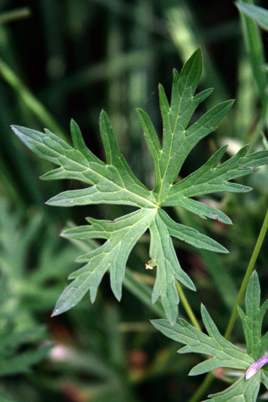 Image of Geranium collinum specimen.