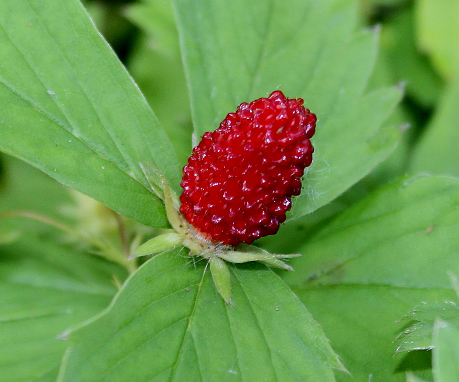 Image of Fragaria virginiana specimen.
