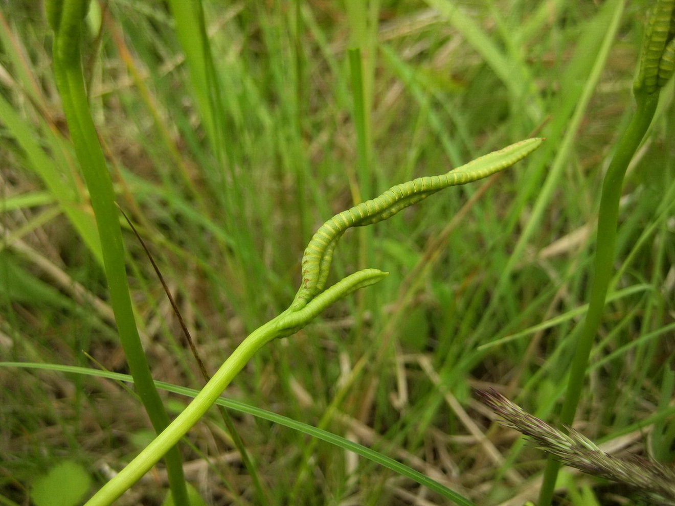 Изображение особи Ophioglossum vulgatum.