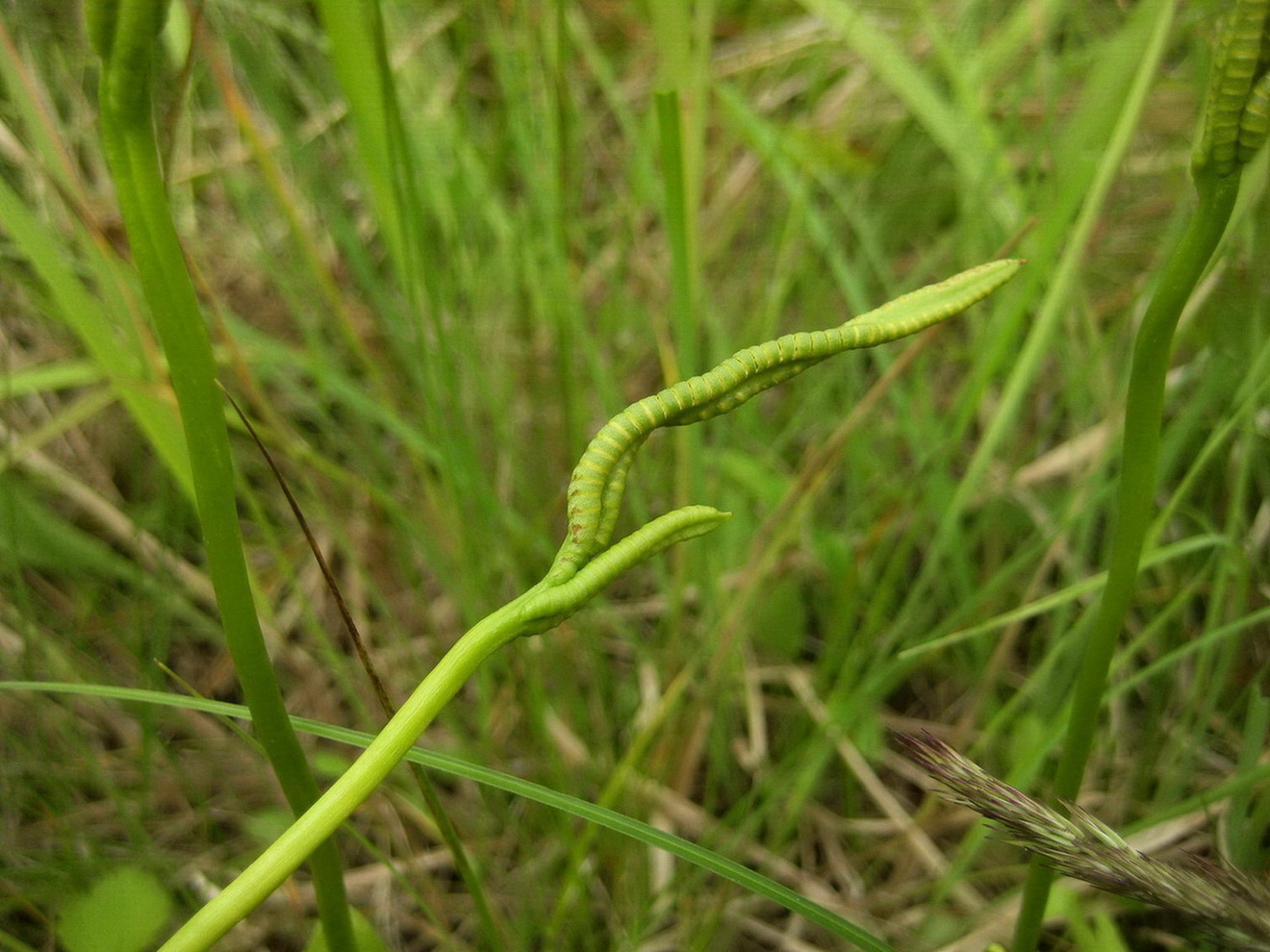 Image of Ophioglossum vulgatum specimen.