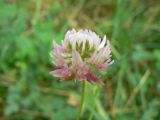 Trifolium hybridum. Соцветие. Санкт-Петербург, Приморский р-н, луговина в стороне от ЗСД (западный скоростной диаметр). 16.08.2014.