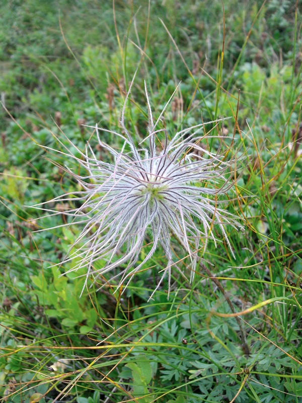 Изображение особи Pulsatilla scherfelii.