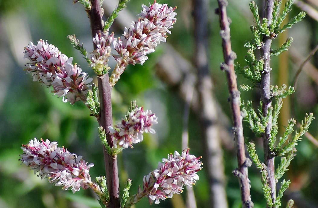 Image of Myricaria squamosa specimen.