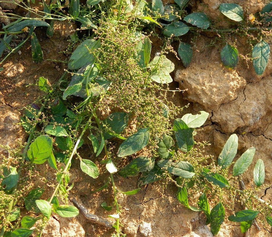 Image of Lipandra polysperma specimen.