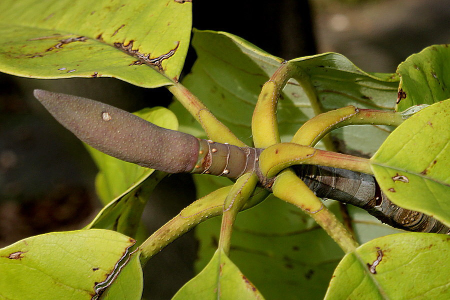 Image of Magnolia hypoleuca specimen.