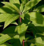 Vernonia noveboracensis. Верхняя часть побега. Германия, г. Дюссельдорф, Ботанический сад университета. 05.09.2014.